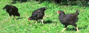 Dark cornish hens at Cayuta Sun